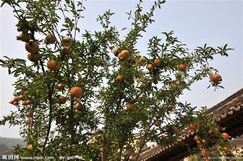 石榴树辟邪|上海植物园